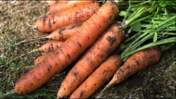 Тест свежей моркови. РИПИ 2017