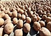 Тест свежего картофеля