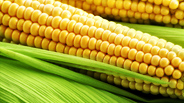 Кукуруза. ГМО