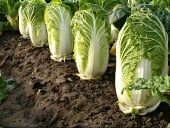 Тест свежих овощей и зелени из Республики Крым