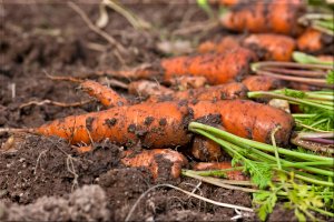 Тест свежей столовой моркови
