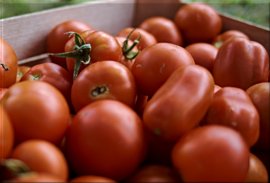 Тест свежих томатов. РИПИ 2018